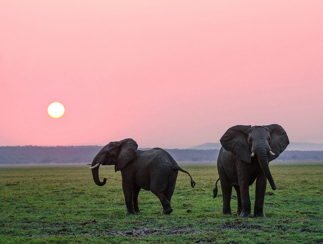 The Gentle Giants of India
