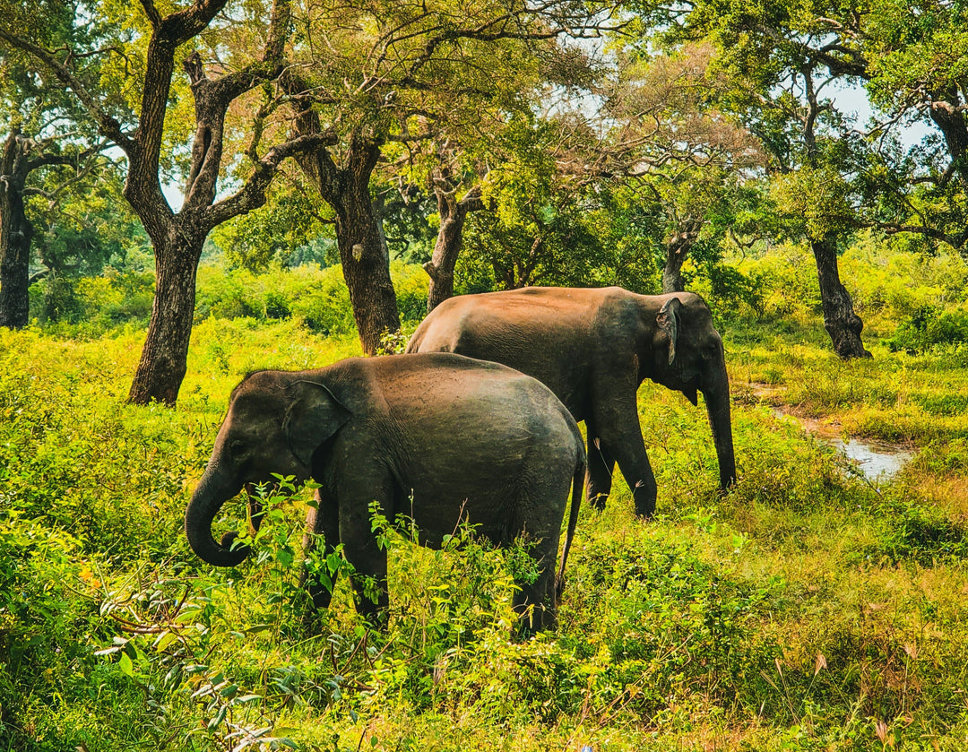 The Gentle Giants of India